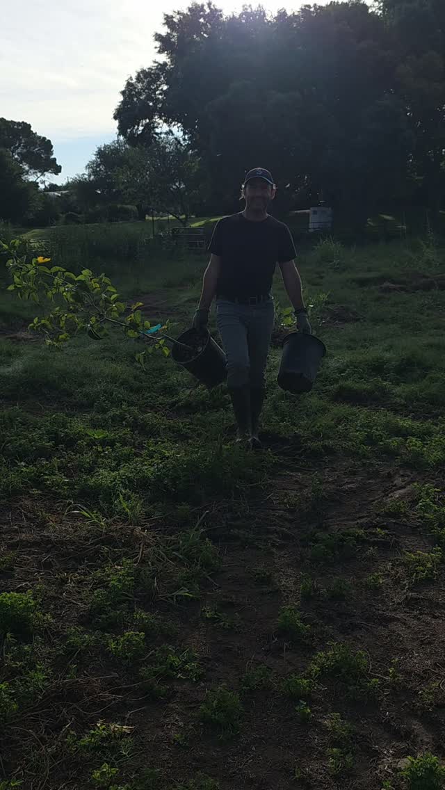 Planting a new dense grove of trees!