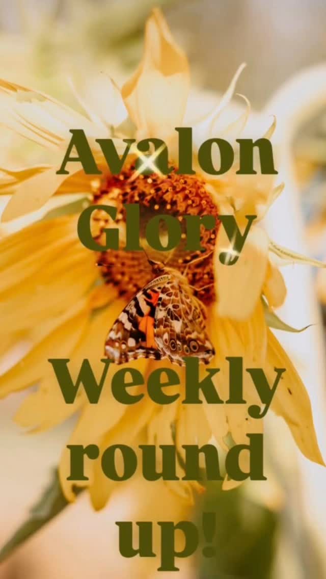 Avalon Weekly Round Up! Little glimpses of community life, through the eyes of those who…